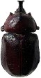 Megasoma lecontei.jpg